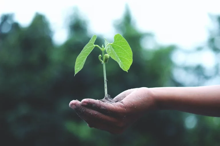 Bonus Verde: un incentivo per riqualificare gli spazi verdi del tuo immobile